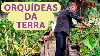 Orquideas da Terra
