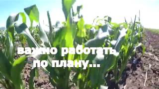 Сахарная кукуруза - серия 12. Полив кукурузы. Удобрение кукурузы. Фунгициды на кукурузе. Обзор