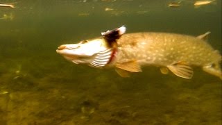Pike fishing wt dead bait: bright /roach vs dark /perch / attack. Щука атакует мёртвую рыбу подводой