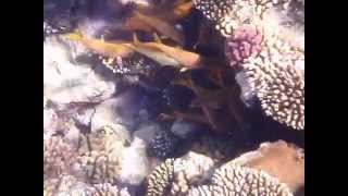 Red sea coral reef snorkeling (Sharm El Sheikh)