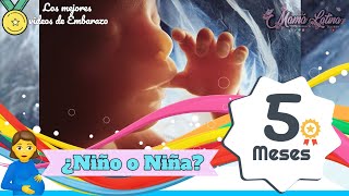 QUINTO MES DE EMBARAZO | SEMANA 18 A 21 | DESARROLLO DEL BEBÉ | EMBARAZO SEMANA A SEMANA