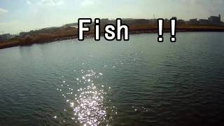 シーバス (スズキ）釣り