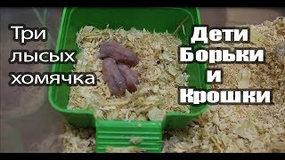 У Борьки и Крошки родились детки