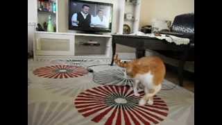 funny crazy cat)