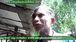 Lợi ích của việc chăn nuôi trên đệm lót sinh thái - đệm lót lên men