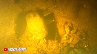 Открытие сезона подводной охоты 2020. Жесть сколько налимов! Налим! Подводная охота обучающее видео.