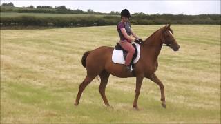 Schooling ex-racehorse, inc gallop :)