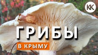 Крым. За грибами в Кесслерский лес. Разведка боем. Грибы