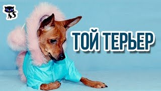 Той терьеры / Интересные факты о собаках