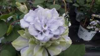 Diamond Ball Clematis