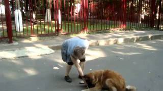 бельгийская овчарка, команда "дай"