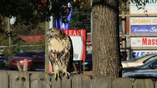Red-tailed hawk in Atlanta Georgia