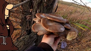 Идём по грибы в Октябре Осенняя Вешенка, Маслята , Тихая охота в Самарской области