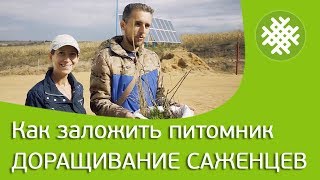 Как заложить питомник. Корневая шейка. Доращивание саженцев.