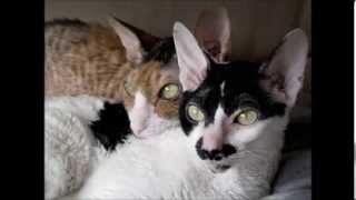 Cat Wars- Cornish Rex vs Devon Rex