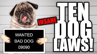 10 Insane Dog Laws | Talkin' Dogs List Show