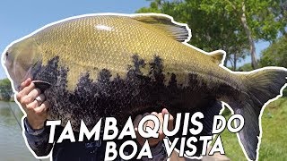 PESCARIA COM TAMBAQUIS, TAMBACUS E PIRARARAS DO BOA VISTA!