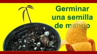 Cómo sembrar y germinar una semilla de mango I