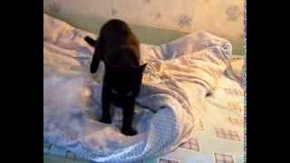 Кот танцует под Rammstein/ Rammstein cat's dance