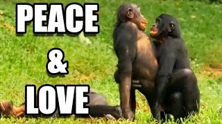 Sexe : les bonobos ont-ils tout compris ? - ZAPPING SAUVAGE