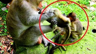 Marcus very angry until kick baby Dony & pluck Brutus Jr's head, Why Marcus do like this on baby