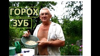 ГОРОХ Плоский или его ещё называют ЗУБ