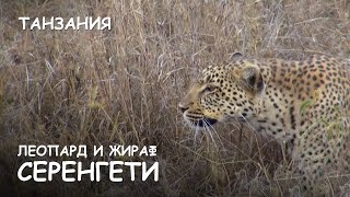 Мир Приключений - Леопард и жираф. Атака леопарда. Серенгети. Танзания. Leopard attack. Serengeti.
