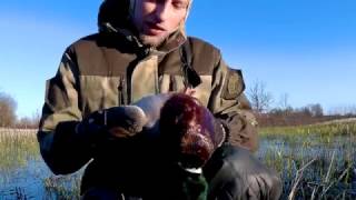 Охота на селезня с подсадной уткой 2017