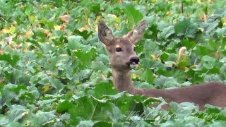 Srna+Srnec obecný (Capreolus capreolus),Srnec lesný,Reh,Roe deer