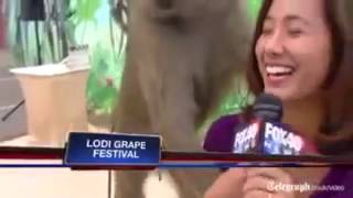 Top 10 FUNNIEST FAILS Caught On Live TV!