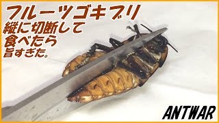 蟻戦争Ⅲ＃80 マダガスカルゴキブリを縦半分に切断して、アリに与えようとしたら卵がうますぎた！編～5000ants eat  a GIGANT roach～
