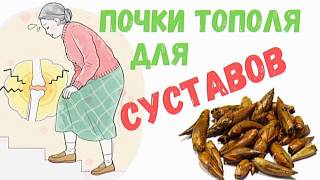 Почки чёрного тополя: применение, лечение, рецепты, для суставов и при других недугах.