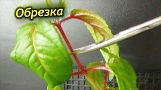 Осенняя обрезка Фуксии. Как и когда нужно стричь фуксию на зиму!