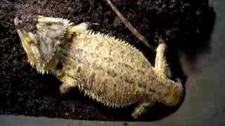 Bearded Dragons Laying Eggs