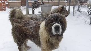 Caucasian Shepherd dogs and snow