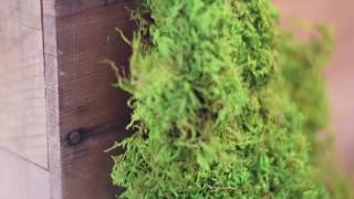Moss Wall Install - Hogshead KC