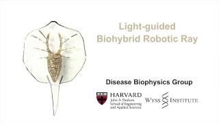 Light-guided Biohybrid Robotic Ray