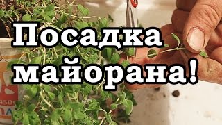 МАЙОРАН - как вырастить, посадить, ухаживать и размножать за рассадой майорана