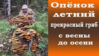 Летний опёнок - прекрасный гриб с весны до глубокой осени.
