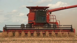 Case IH 1680 Combine, Soybean Harvest, Near Kirkland, Illinois on 9-17-2012
