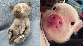 Animals SOO Funny! Cutest Baby animals Videos Compilation