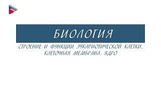 10 класс - Биология - Строение и функции эукариотической клетки. Клеточная мембрана. Ядро