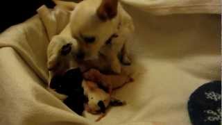 Chihuahua giving birth