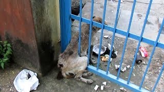 Badly wounded old dog stuck in gate rescued