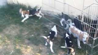 επιλεκτικη εκτροφη beagle tsirkoydis κουταβια beagle απο 2,5 μεχρι 4 μηνων σε κουνελι..