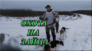Охота на зайца со щенками