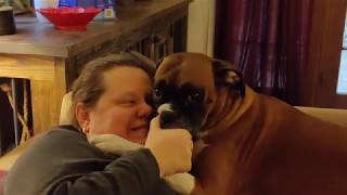 vicious aggressive boxer dog strangles woman to death!