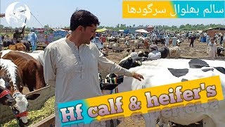 Australian freezian wachian salam mandi
