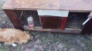 Клетка для Фазанов и Перепелов СВОИМИ РУКАМИ! Чертежи не Нужны!
