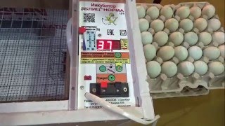 Инкубация КУРИНЫЙ ЯИЦ. Блиц норма
